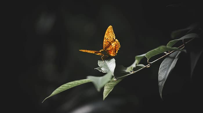 Yellow and black butterfly