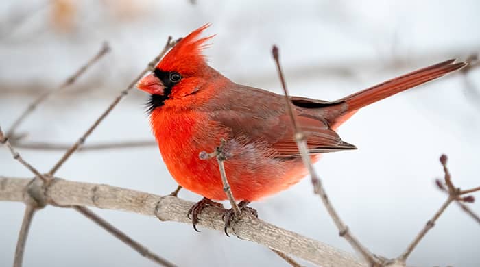 Cardinal Perched on Brown Tree Branch