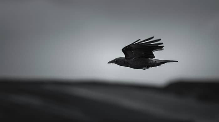 Representational image for 7 crows meaning spiritual