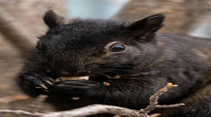 Representational image for seeing a black squirrel meaning spiritually