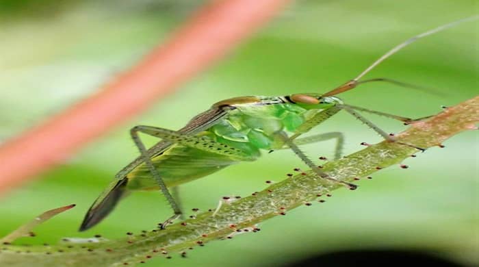 Representational image for spiritual meaning of a katydid