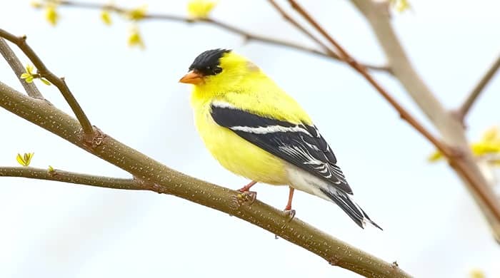 Representational image for spiritual meaning of seeing a yellow bird