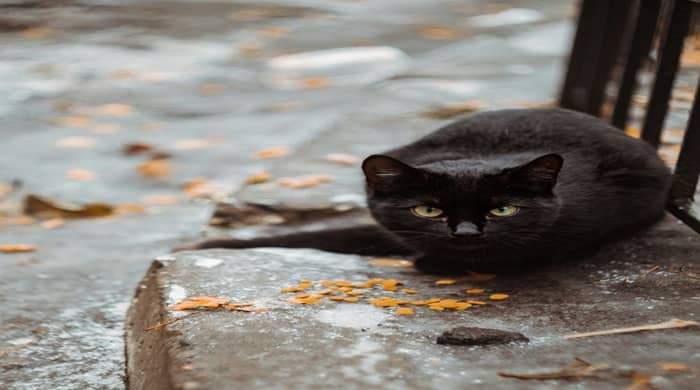 Representational image for stray black cat chooses you spiritual meaning