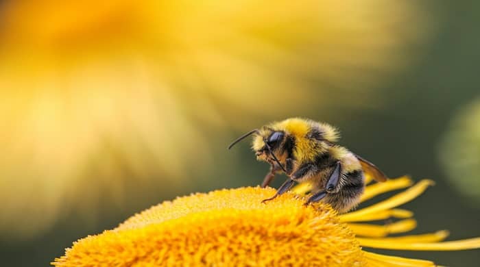 Representational image for bee landing on me spiritual meaning