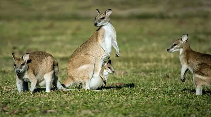 Representational image for biblical dream meaning of kangaroo
