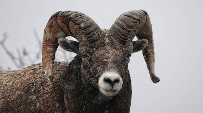 Representational image for biblical meaning of a ram in a dream