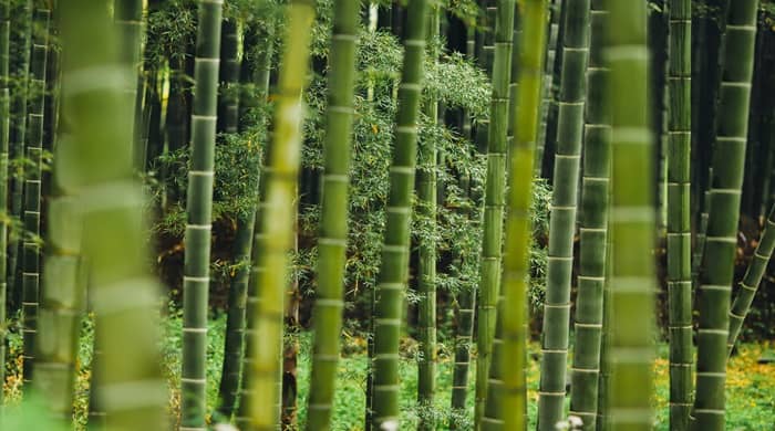 Representational image for biblical meaning of bamboo in a dream