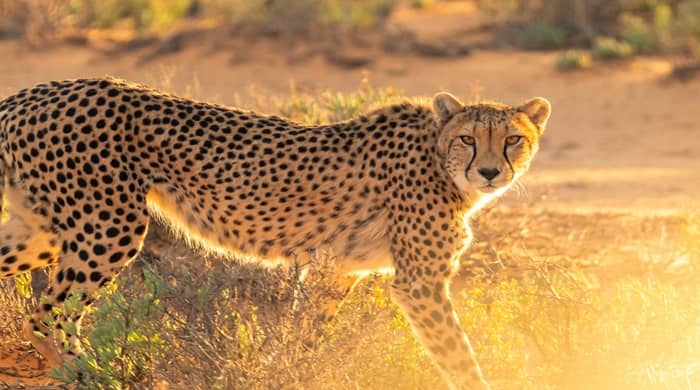 Representational image for biblical meaning of cheetah in dream