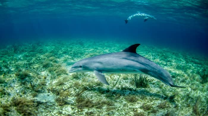 Representational image for biblical meaning of dolphin in dream