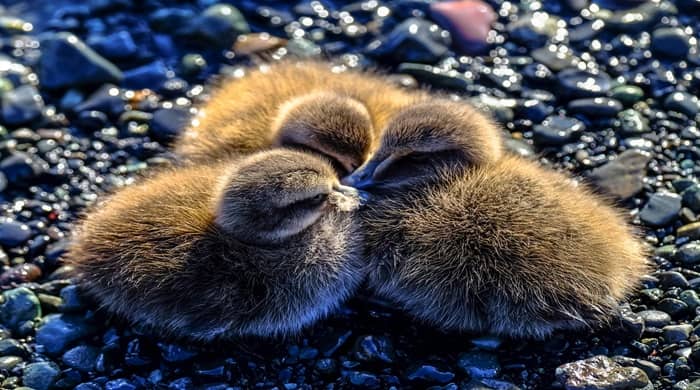 Representational image for biblical meaning of duckling in dreams