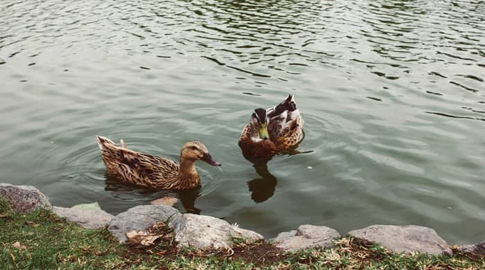 Representational image for biblical meaning of ducks