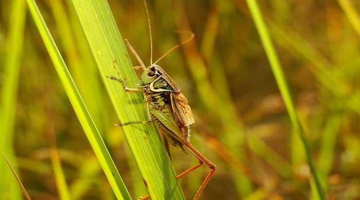 Representational image for biblical meaning of grasshopper in dreams
