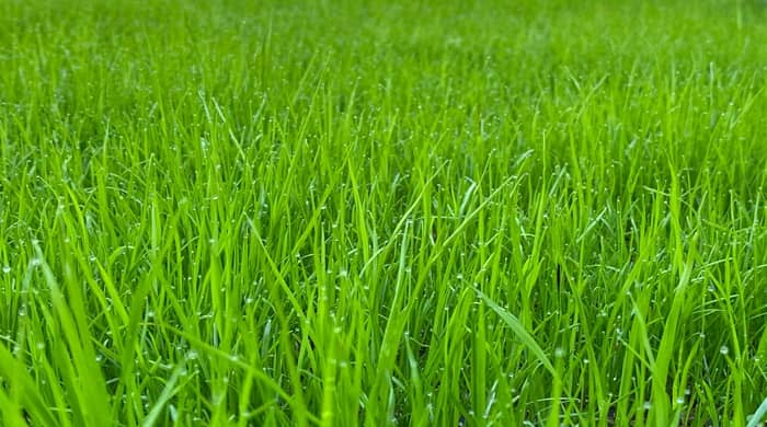 Representational image for biblical meaning of green grass in a dream