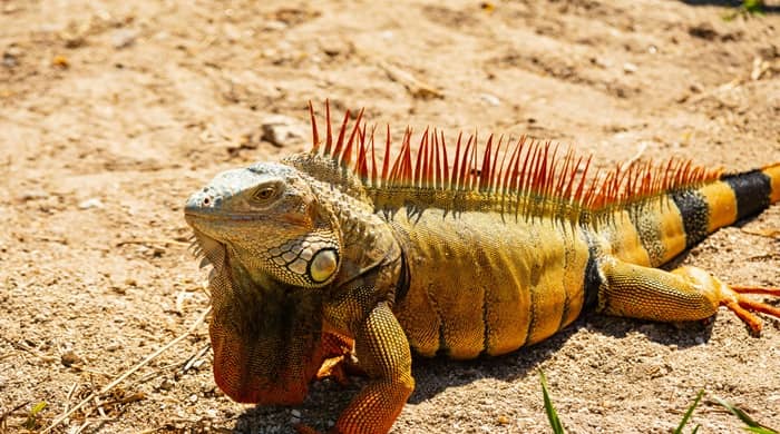 Representational image for biblical meaning of iguana in dreams
