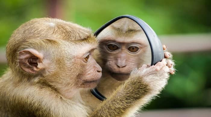 Representational image for biblical meaning of monkey in a dream
