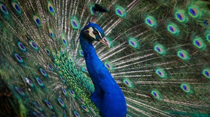 Representational image for biblical meaning of peacock in dreams