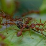 Representational image for biblical meaning of red ants in dreams