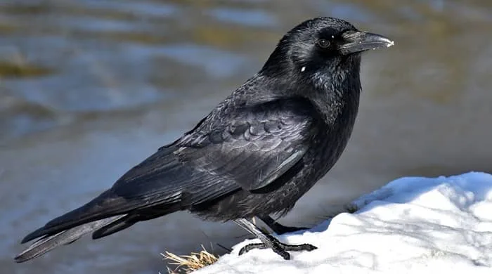 Representational image for crow spiritual meaning twin flame