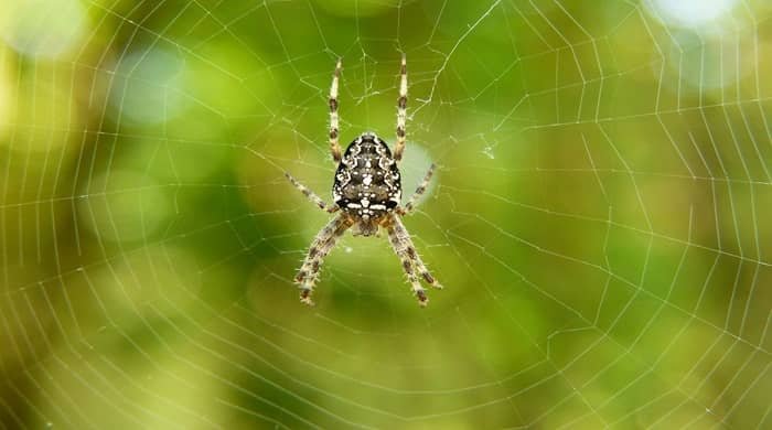 Representational image for dreaming of spiders spiritual meaning