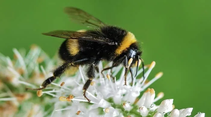 Representational image for bumble bee spiritual meaning