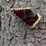 Representational image for mourning cloak butterfly meaning​