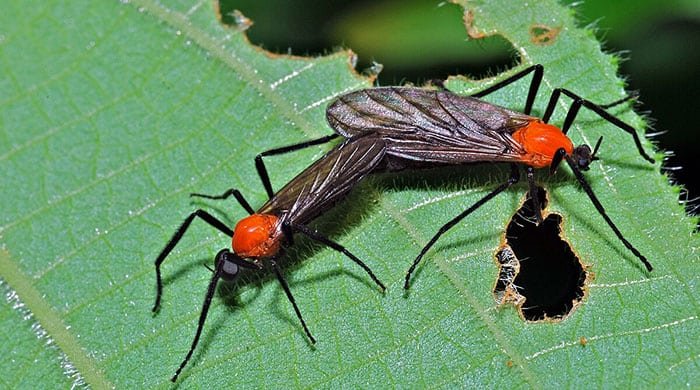 Love Bugs