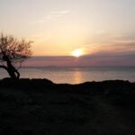 Silhouette of a tamarisk tree by the lake at sunset.