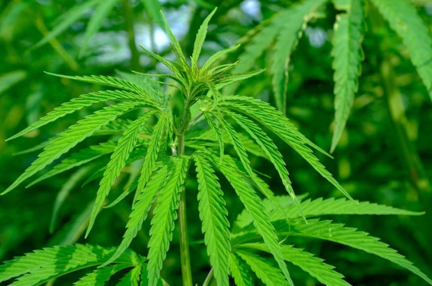 The Impact of Cannabinoids in Health and Wellness