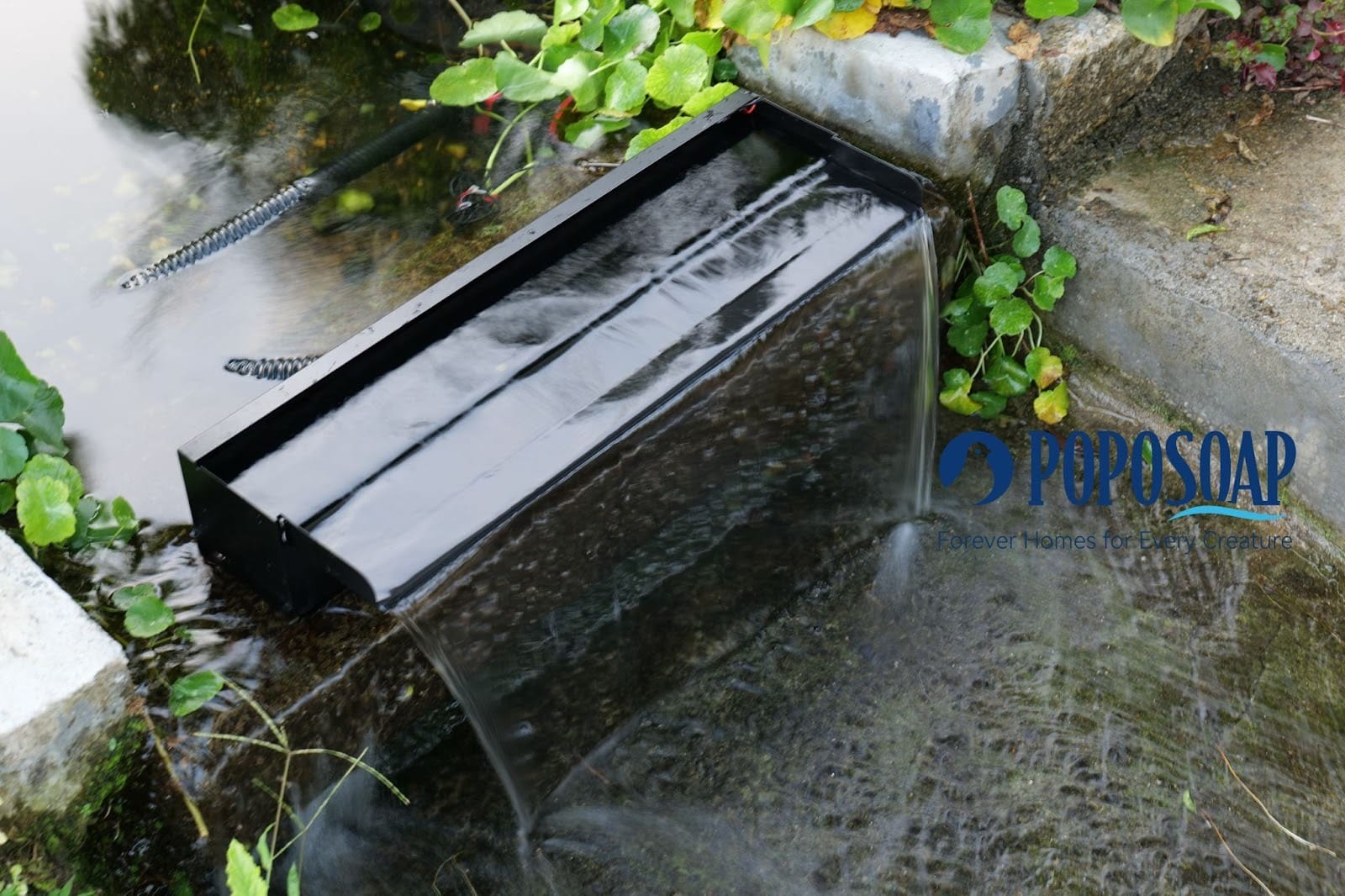 Natural Swimming Pools and Recreational Ponds: A Sustainable Oasis for Your Backyard