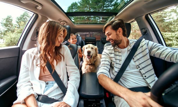 Guide to Safe Pet Travel with a Dog Box