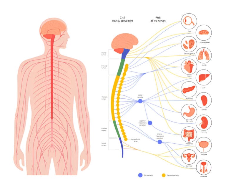 Your Autonomic System