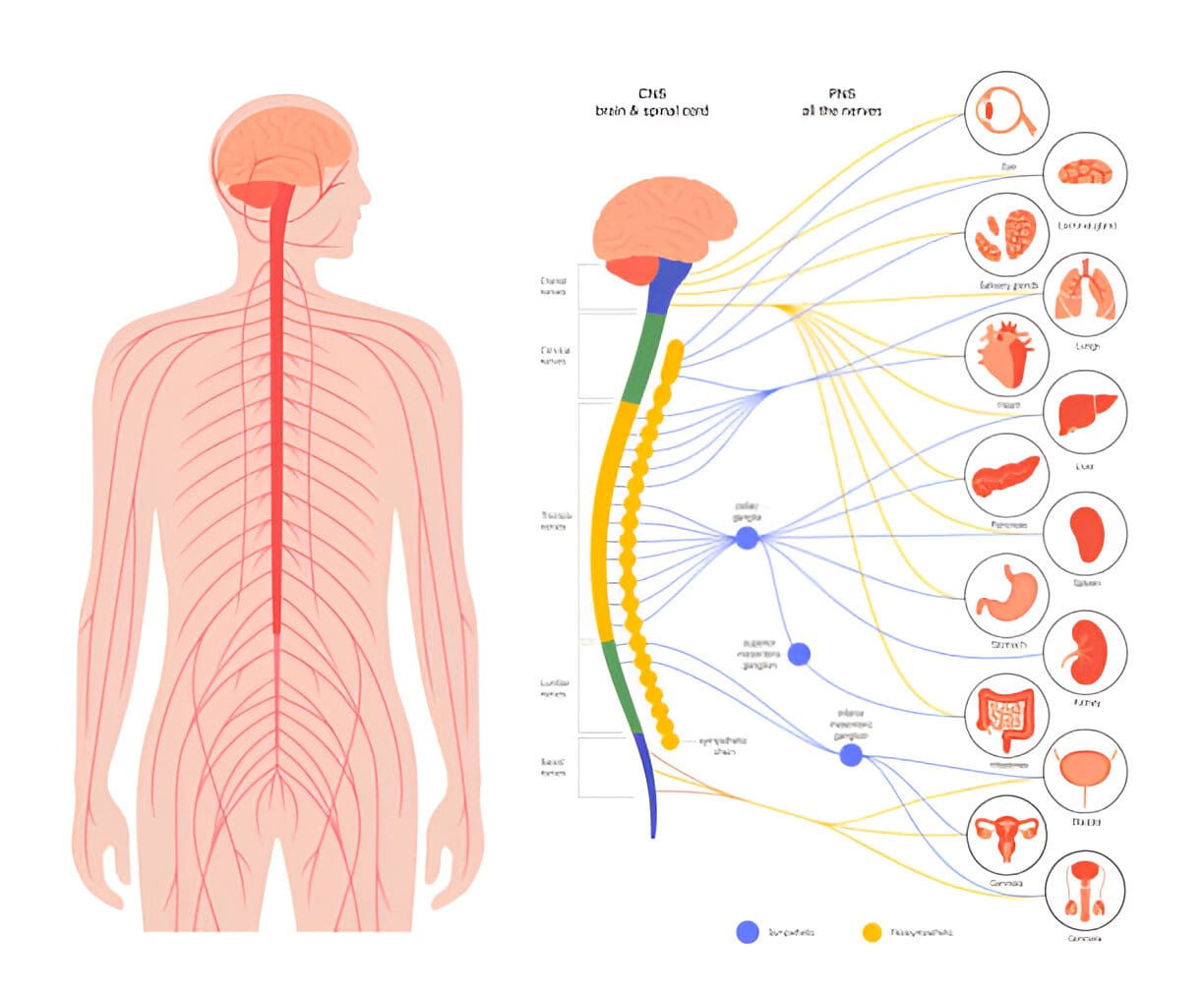 Your Autonomic System