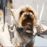 Dog’s Grooming Experience Stress-Free