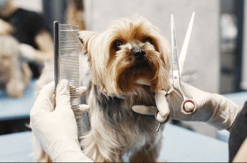 Dog’s Grooming Experience Stress-Free