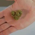 How to Tell if Your Cannabis Seeds Are Worth the Investment